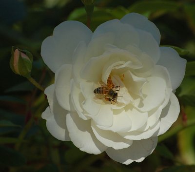 Soft White Rose with Bee