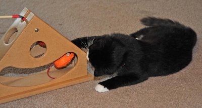 Mouse Catching
