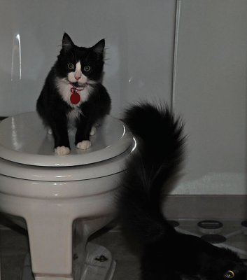 Lulu on Toilet