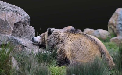 Sweet Dreams