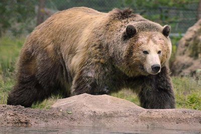 Big Grizzly