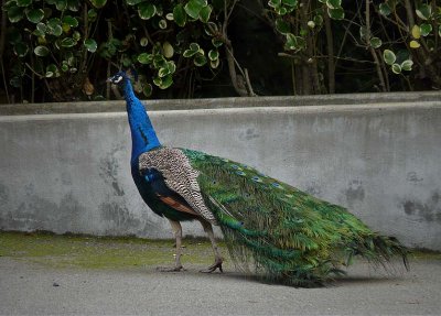Peacock