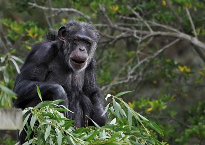 Chimp with Leaves