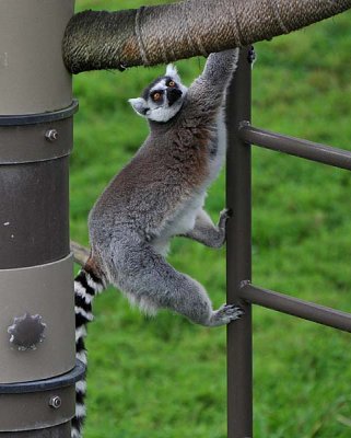 Lemur Ladder