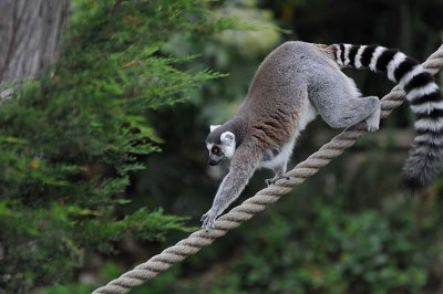 Agile Rope Climber