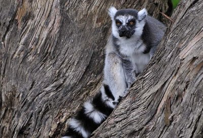 Old Man Lemur