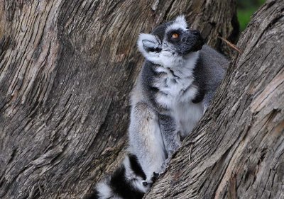 Grizzled Lemur