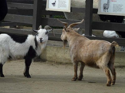 Two Goats
