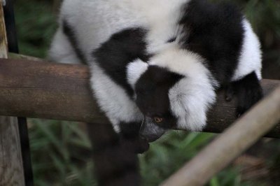 White Ruffed Lemur