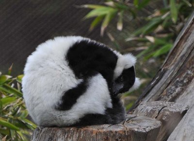 White Ruffed Ball of Fur