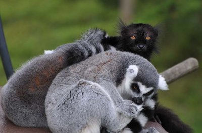 Black Lemur - Major Ear Hair