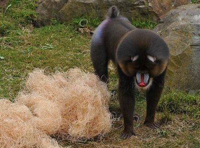 Mandrill From the Top