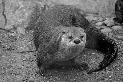 Otter On Dry Land