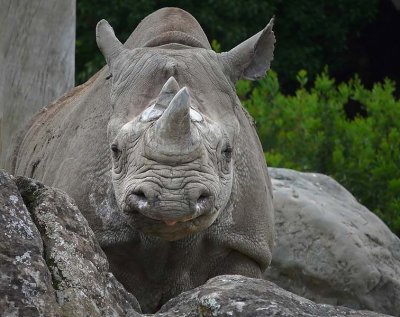 Rhino Lip