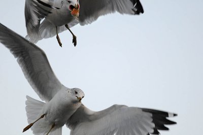 Catching Bread