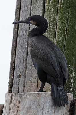 Brandt's Cormorant