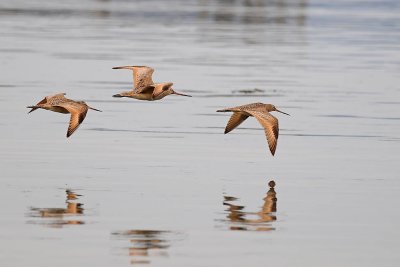 Marbled Godwits in Flight