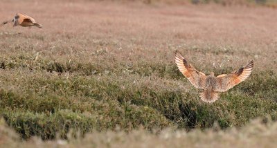 Curlews Fly