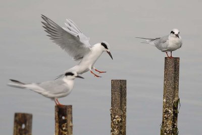 Tern Landing