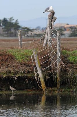 Fence Ropes