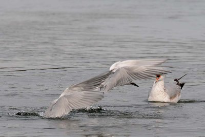 Terns and Gull Squawk