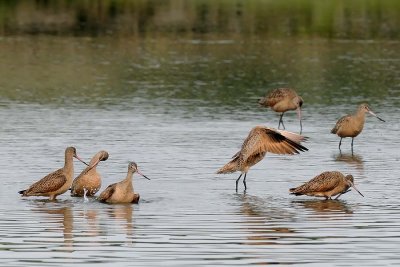 Godwits Bathtime