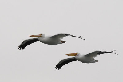 Twin White Pelicans