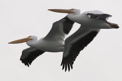 American White Pelicans