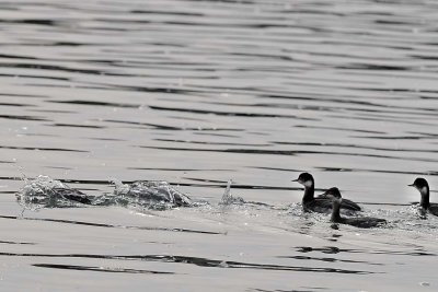 Several Eared Grebes