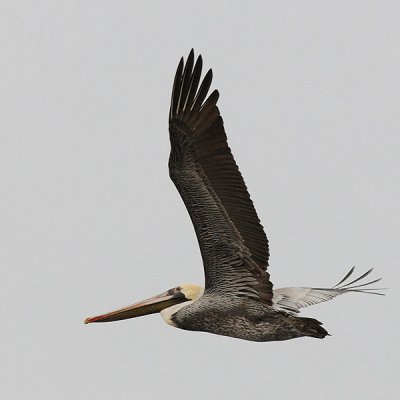 Brown Pelican Flight