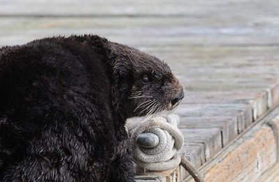Sea Otter on Dry Dock