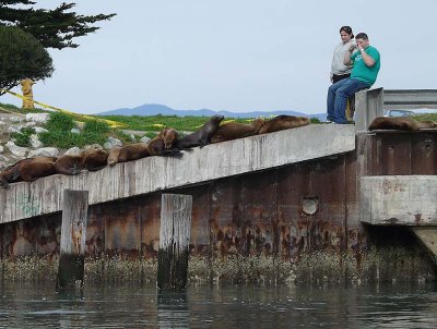 Photographer and Sealions