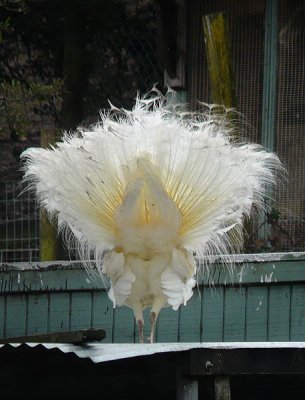 Fancy Feathered Fanny