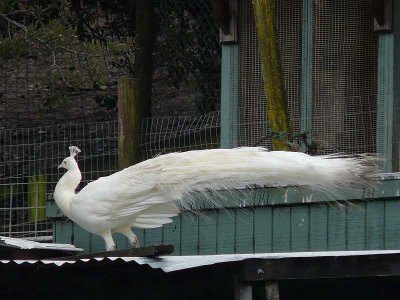 White Peacock