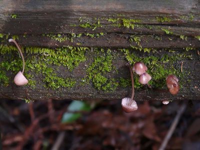 Mushrooms on the Fence