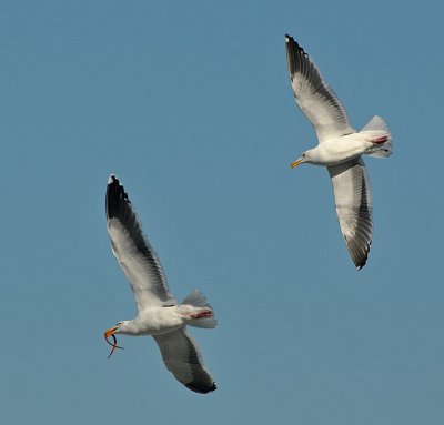 Pipefish Flight