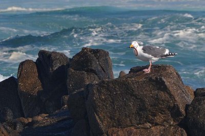 Gull with Pipefish