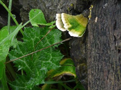 Green and White Fungus