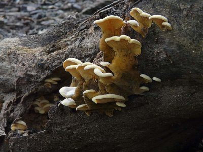 Oyster Mushrooms on a Log