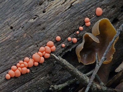 Wolf's Milk and Cup Fungus