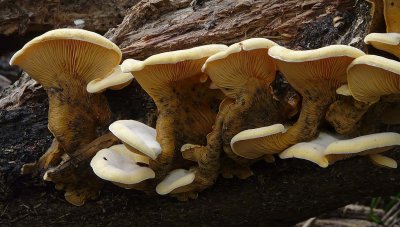 Under Side of Oyster Mushrooms