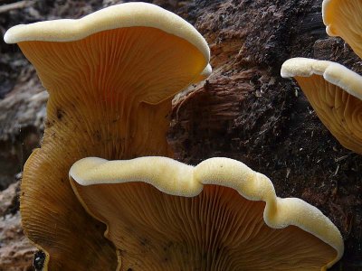 Oyster Mushroom Close Up