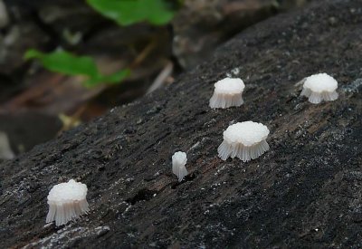 Unknown Cluster Fungus/Mushroom