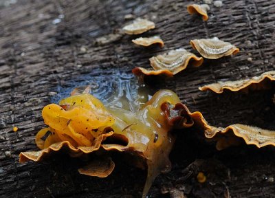 Witches' Butter Close View