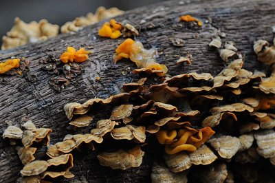 Witches' Butter and Turkey Tails