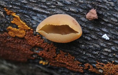 4 or 5 Different Fungi