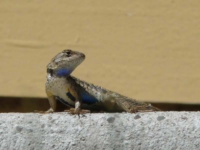 Blue Belly - Western Fence Lizard