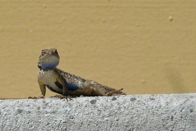 Painted Lizard  - Sees Me