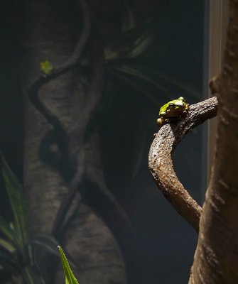Tree Frog Reflected