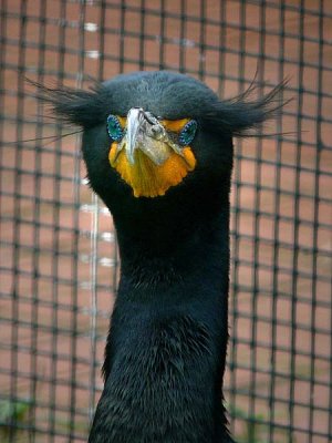 Double Crested Cormorant